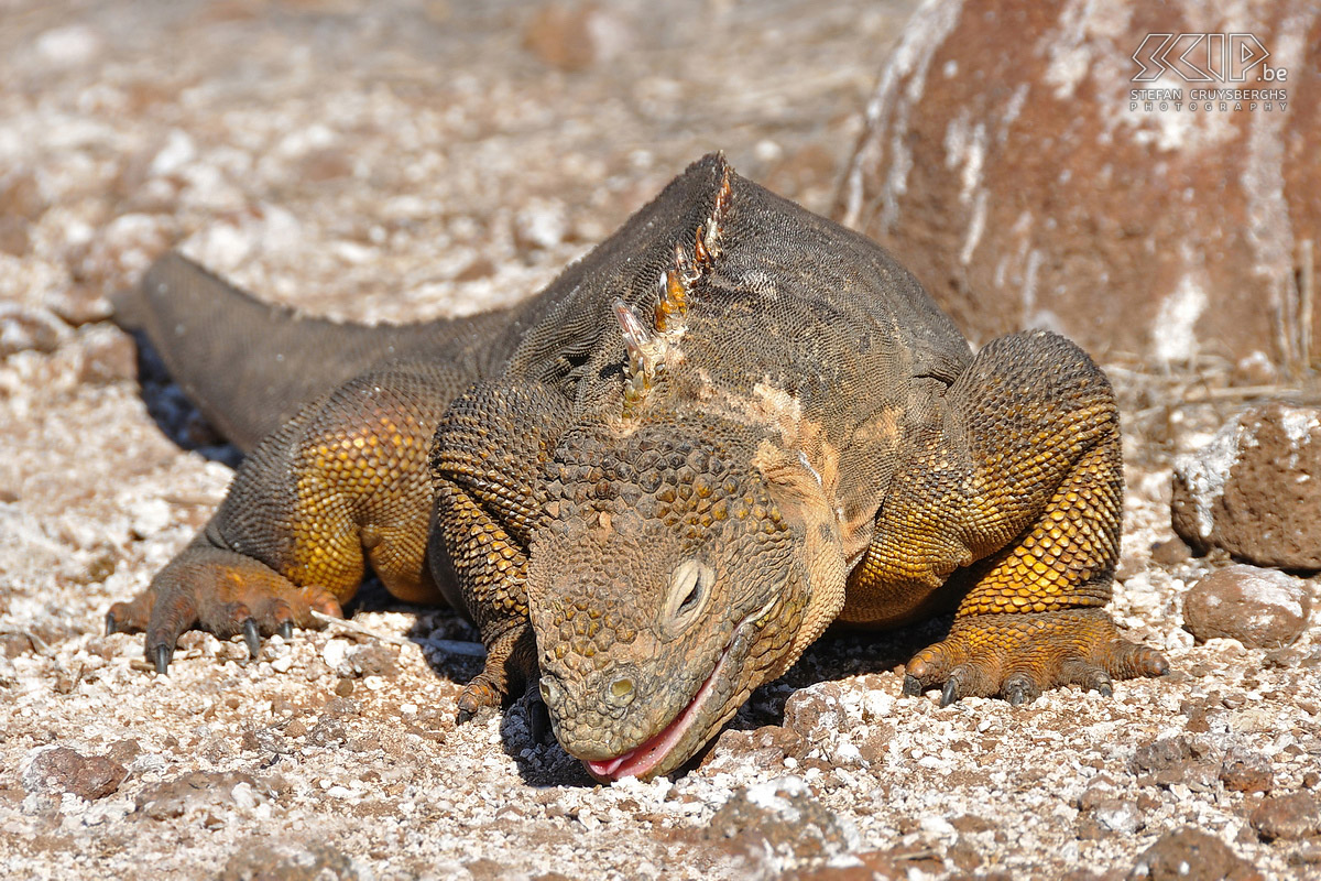 Galapagos - North Seymour - Land iguana The largest land iguanas (conolophus subcristatus) with their distinctive yellow colorcan be found on the island of North Seymour. They mostly eat leaves and fruits of Opuntia cactus. Stefan Cruysberghs